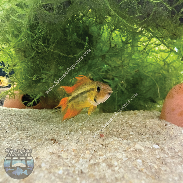 Newest Arrivals – Saburai Aquatics