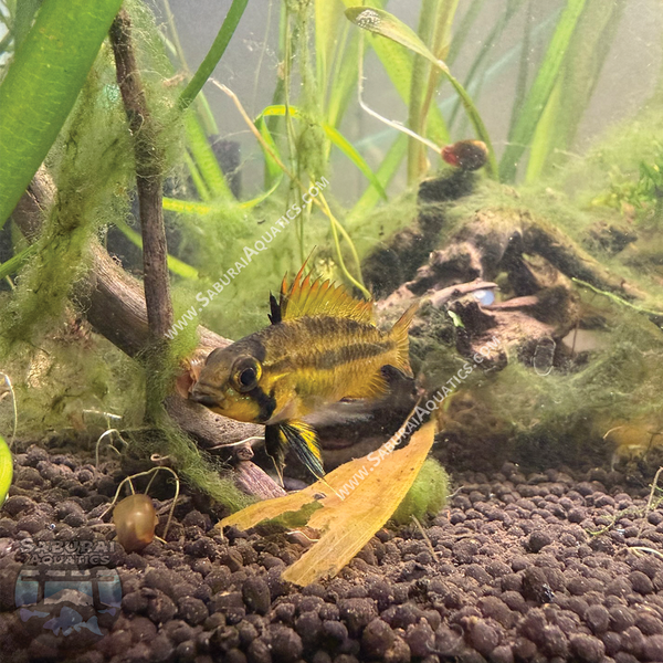 Newest Arrivals – Saburai Aquatics