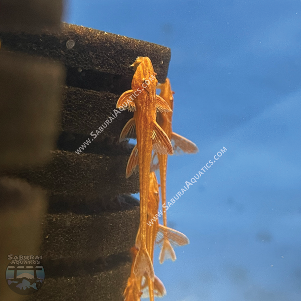 L010a "Red Lizard Whiptail Catfish"