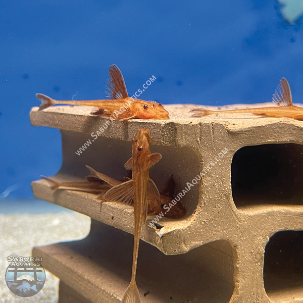 L010a "Red Lizard Whiptail Catfish"