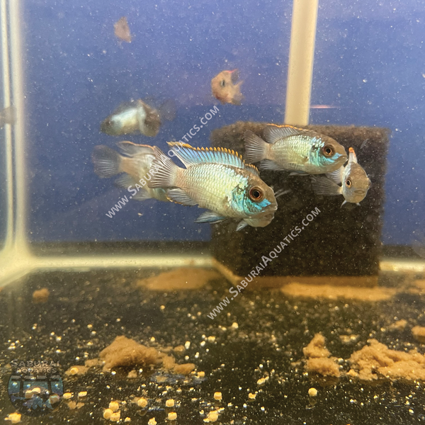 Electric Blue Acara
