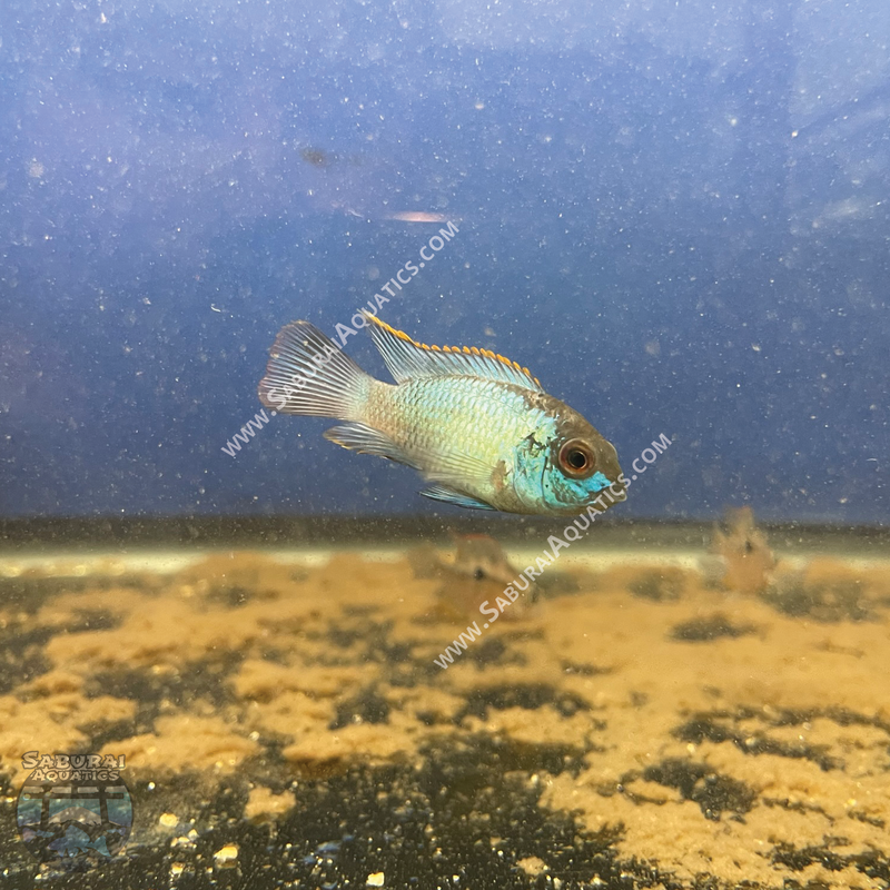 Electric Blue Acara