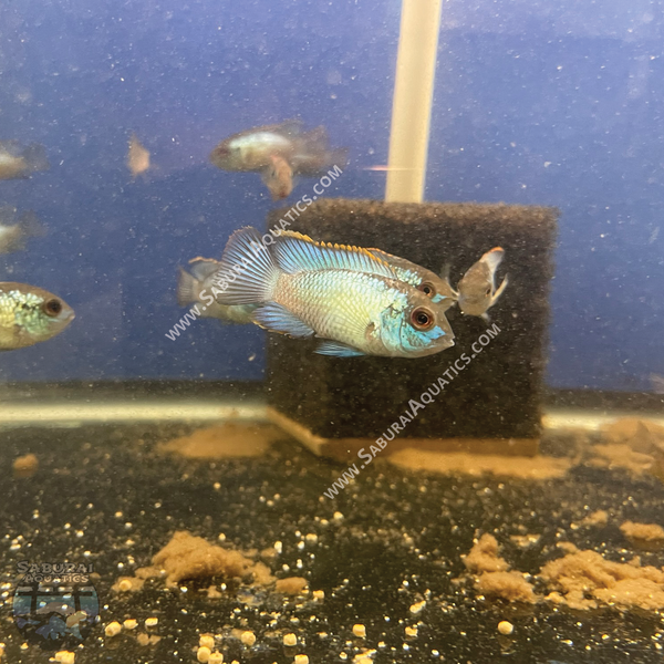 Electric Blue Acara
