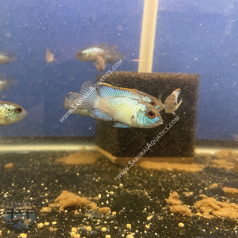 Electric Blue Acara