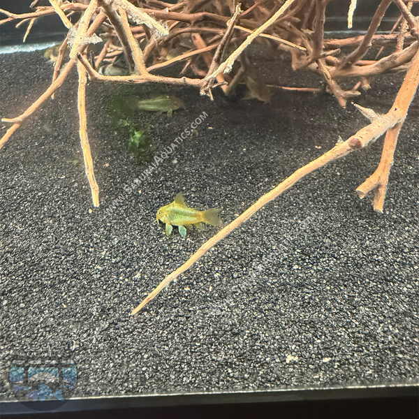 Newest Arrivals – Saburai Aquatics