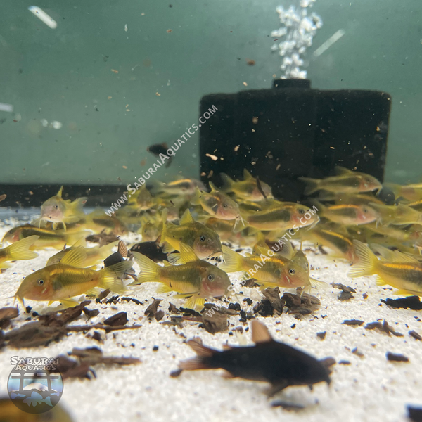 Osteogaster (Corydoras) sp. CW010 "Gold/Orange Laser"