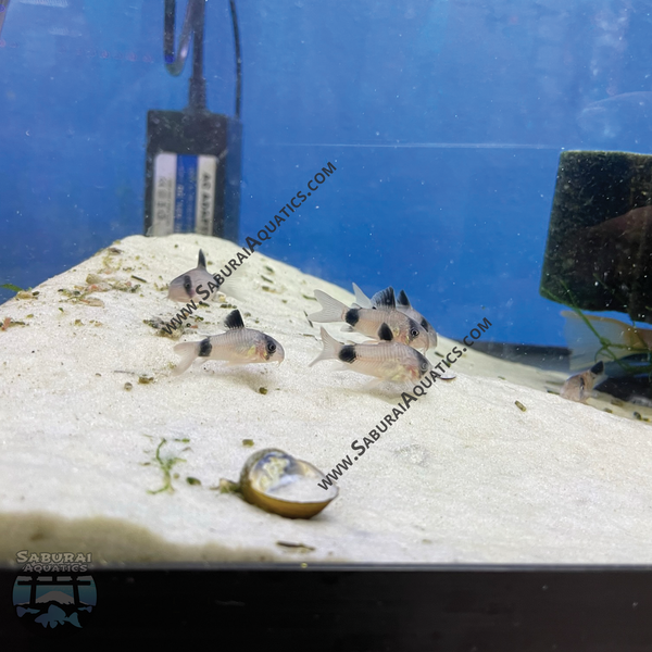 Hoplisoma (Corydoras) panda