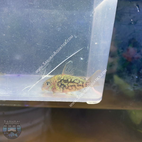 Brochis (Corydoras) pantanalensis