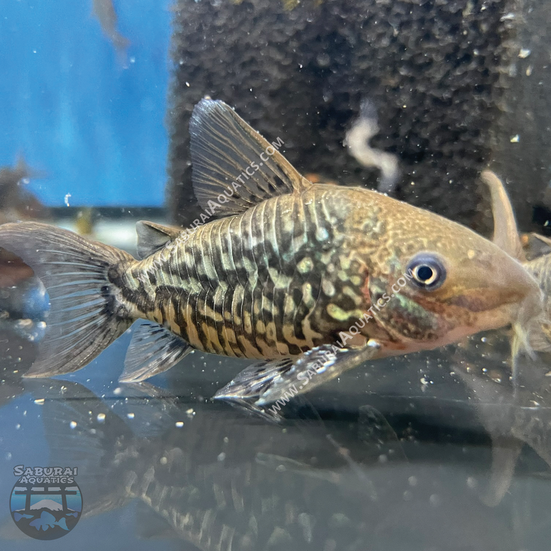 Brochis (Corydoras) pantanalensis