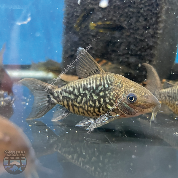 Brochis (Corydoras) pantanalensis