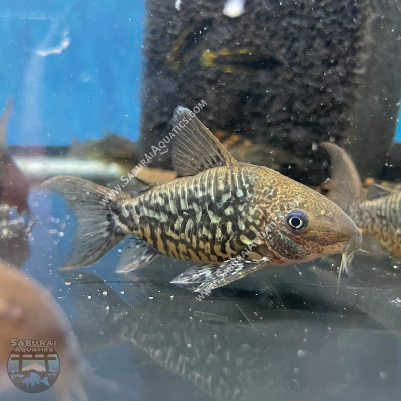 Brochis (Corydoras) pantanalensis
