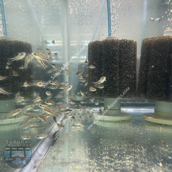 Gastrodermus (Corydoras) pygmaeus "Pygmy Cory"