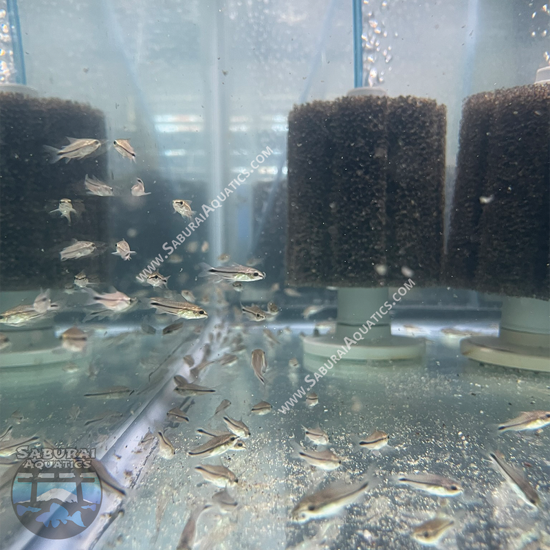 Gastrodermus (Corydoras) pygmaeus "Pygmy Cory"