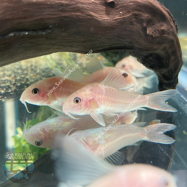 Hoplisoma (Corydoras) panda "Snow White"