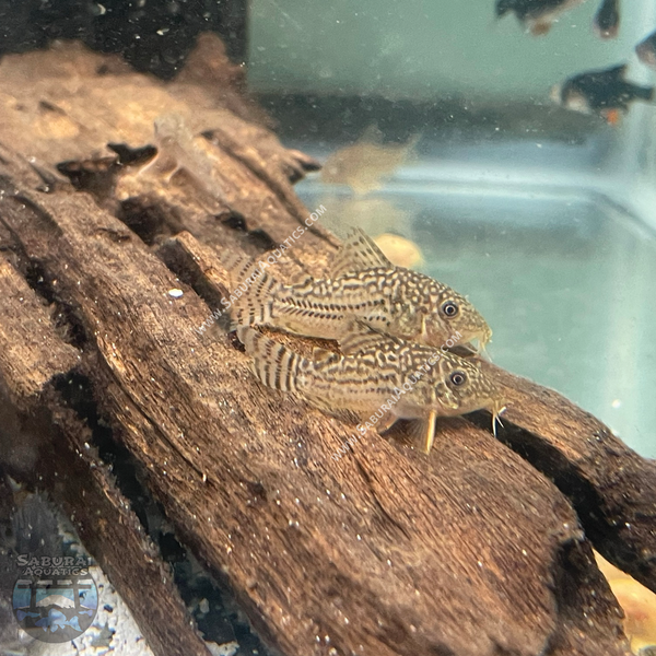 Hoplisoma (Corydoras) sterbai