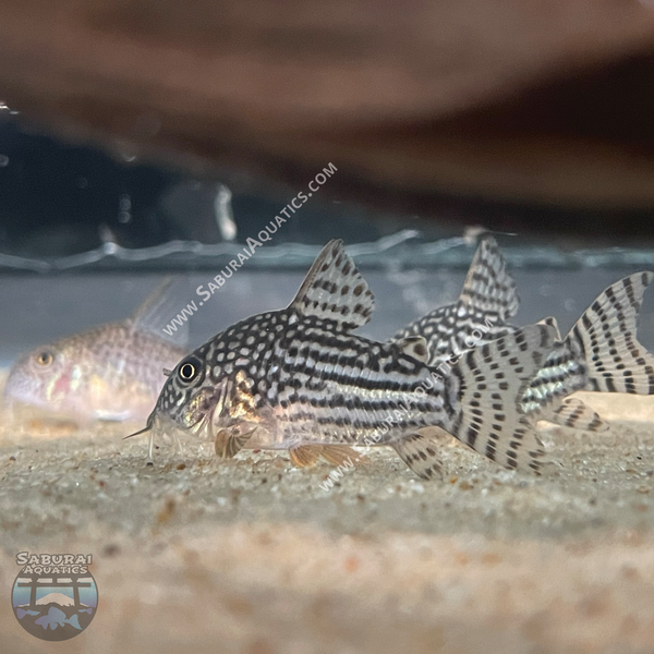 Hoplisoma (Corydoras) sterbai