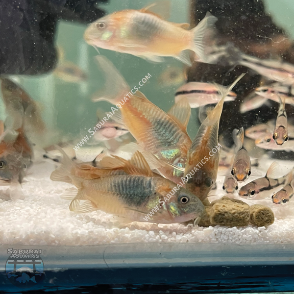 Osteogaster (Corydoras) venezuelanus