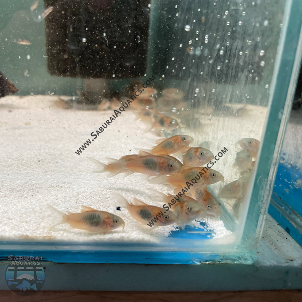Osteogaster (Corydoras) venezuelanus