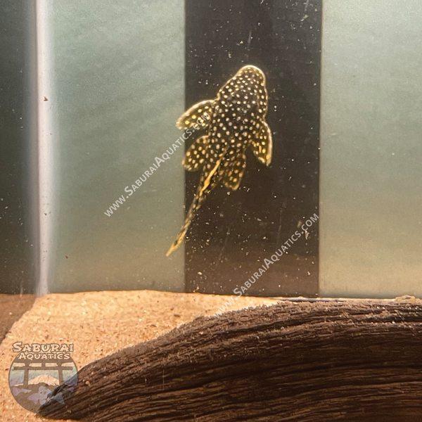 L177 "Gold Seam Gold Nugget Pleco"