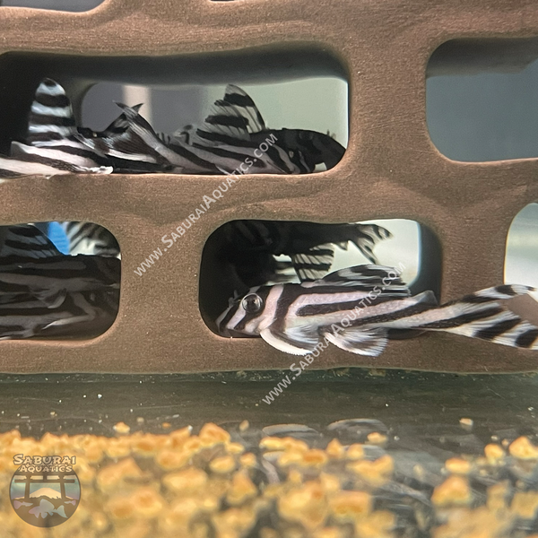 L046 “Zebra Pleco”
