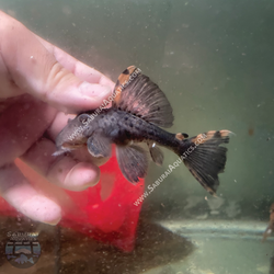 L091 “Three Beacon Pleco”
