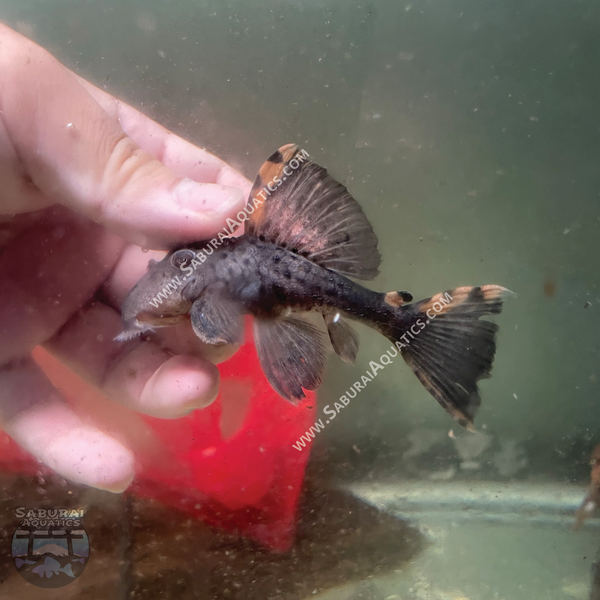 L091 “Three Beacon Pleco”