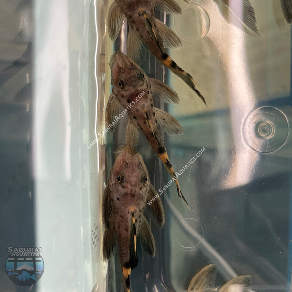 L091 “Three Beacon Pleco”