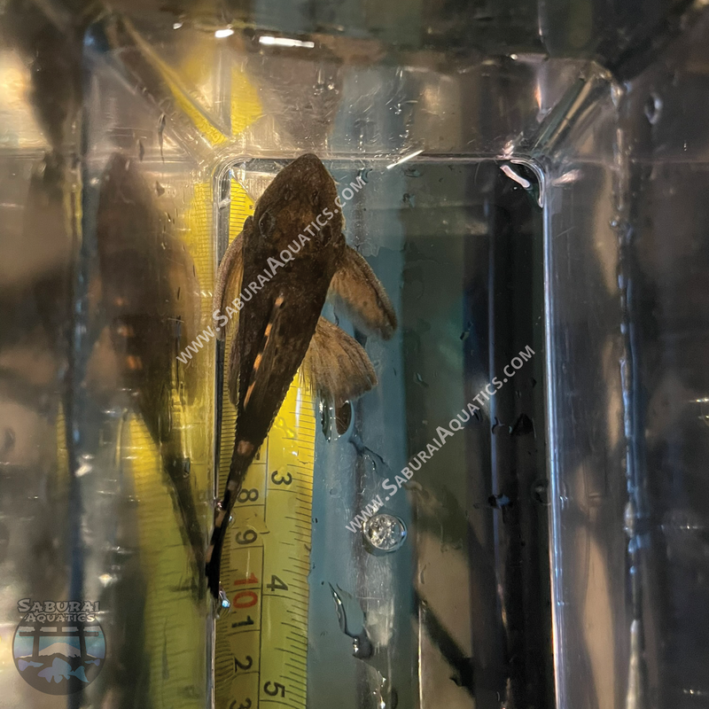 L091 “Three Beacon Pleco”