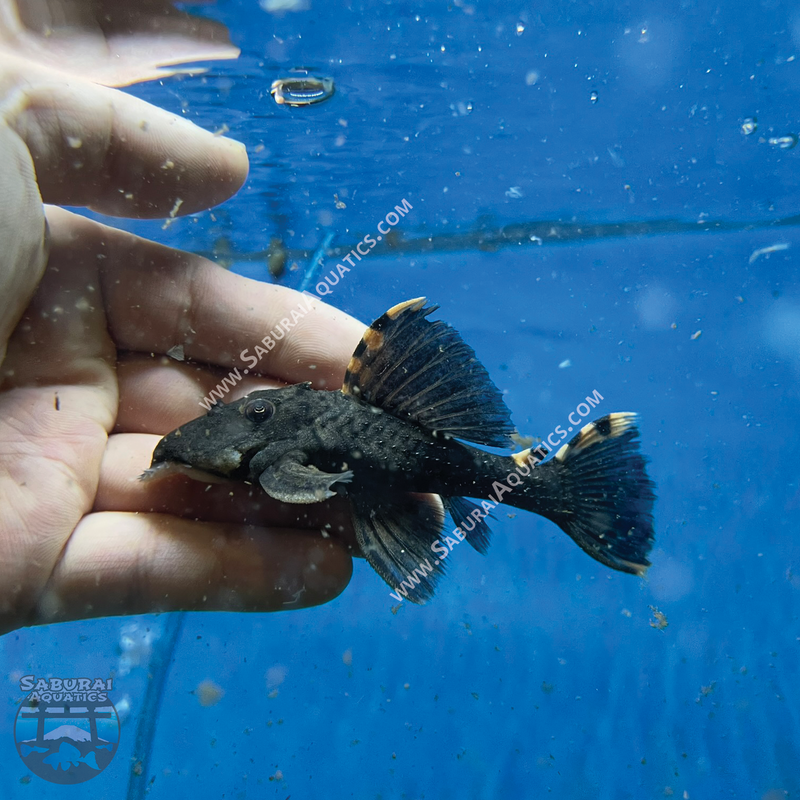 L091 “Three Beacon Pleco”
