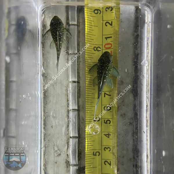 L128 "Blue Phantom Pleco"
