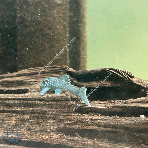 L128 "Blue Phantom Pleco"