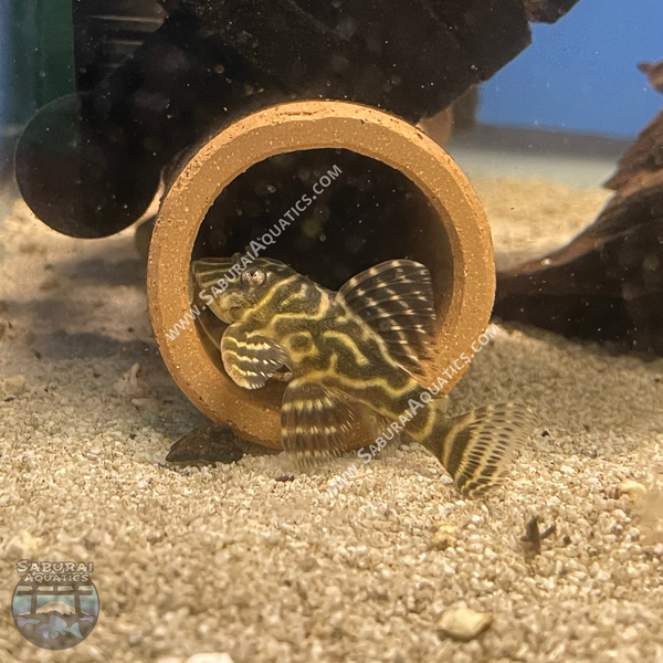 L129 "Colombian Zebra Pleco"