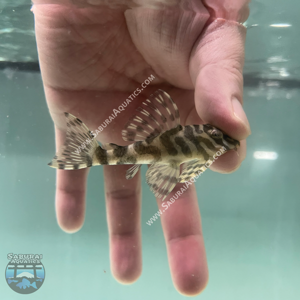 L134 "Leopard Frog Pleco"