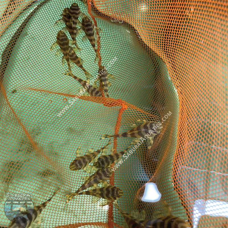L134 "Leopard Frog Pleco"