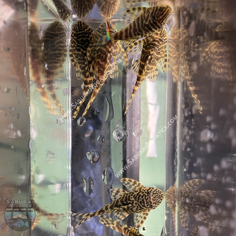 L134 "Leopard Frog Pleco"