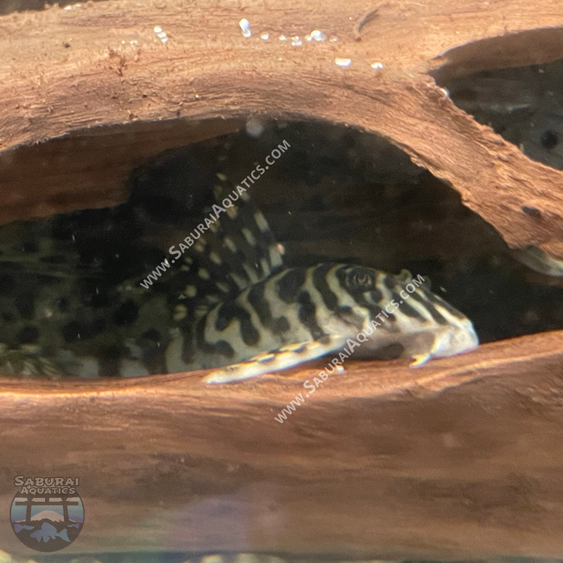 L134 "Leopard Frog Pleco"