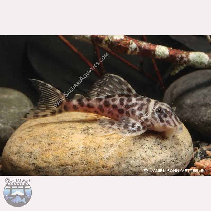 L174 "Ocelot Pleco"