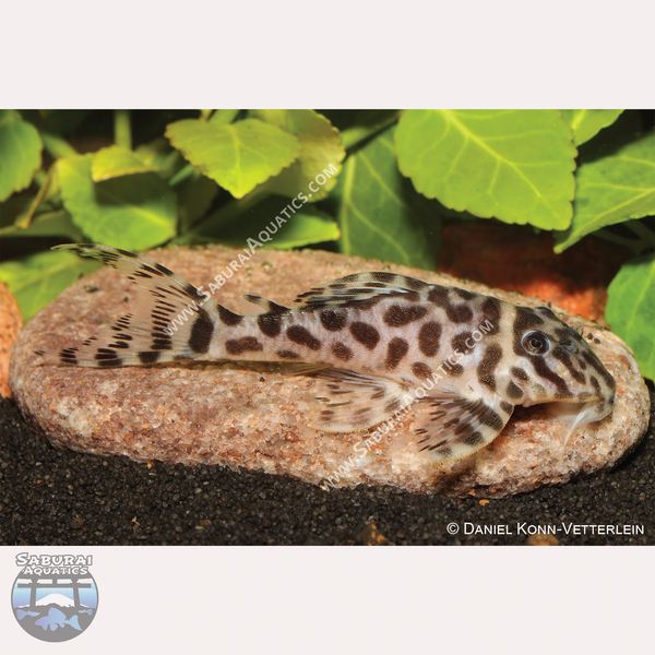 L174 "Ocelot Pleco"