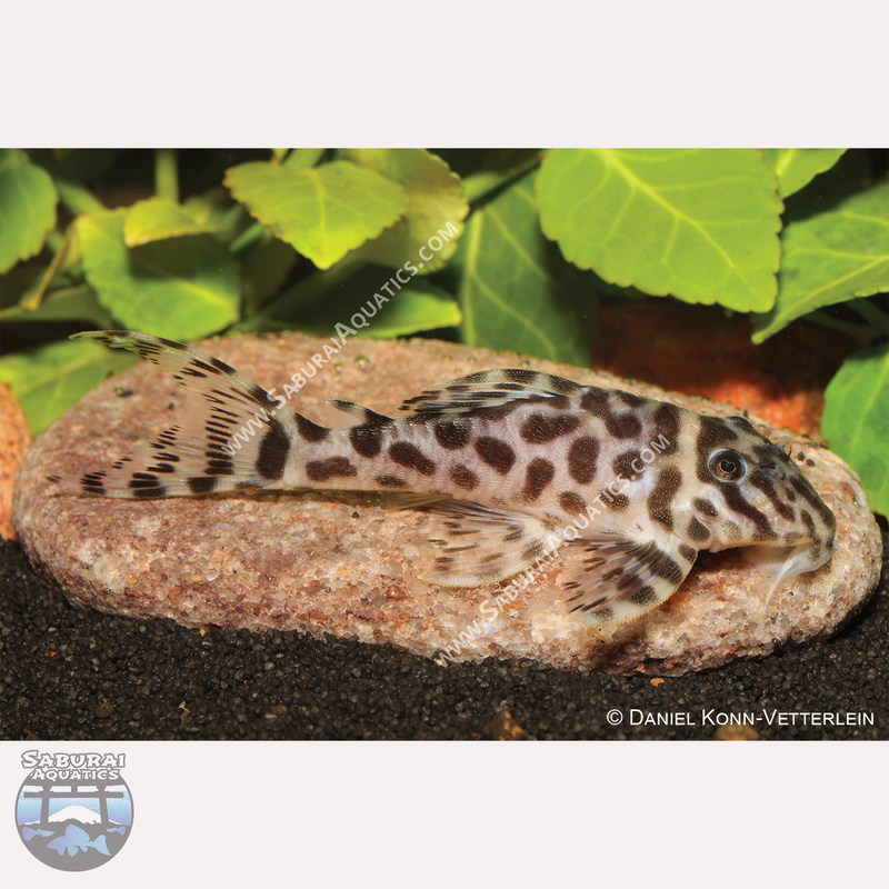 L174 "Ocelot Pleco"