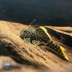 L177 "Gold Seam Gold Nugget Pleco"