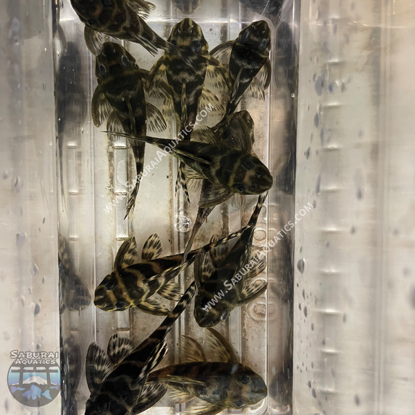 L199 "Yellow Head Zebra Pleco"