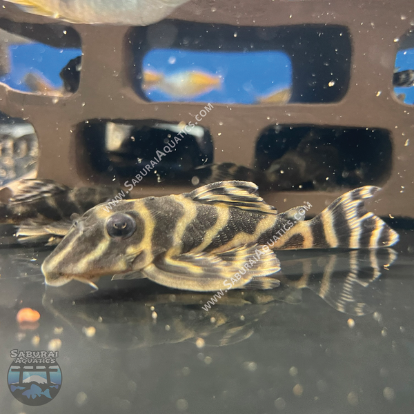 L199 "Yellow Head Zebra Pleco"