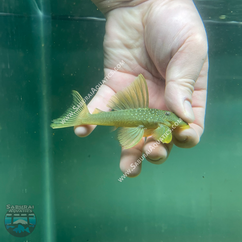 L200a "High Fin Green Phantom Pleco"