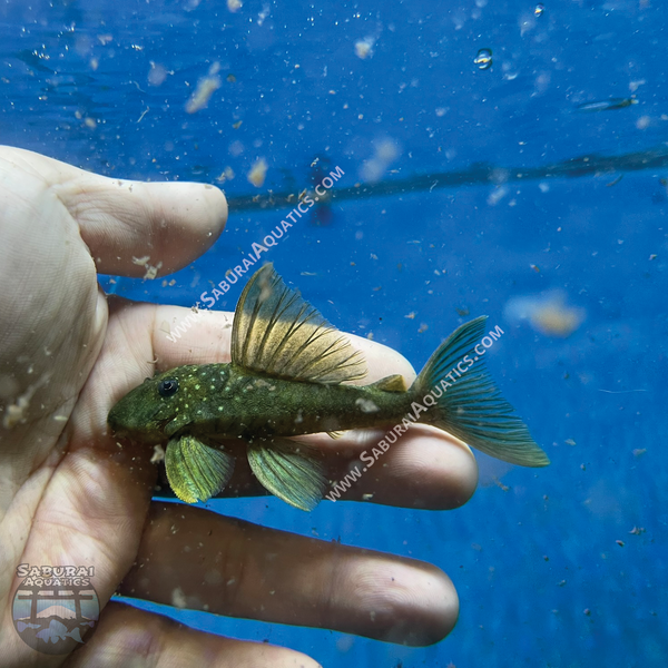 L200 "Green Phantom Pleco"
