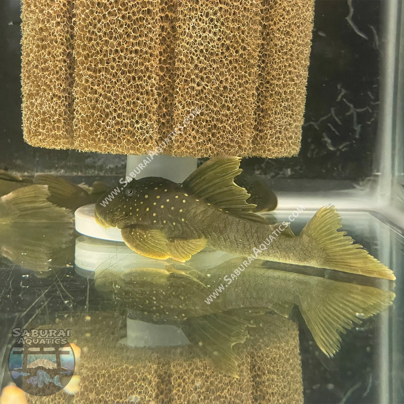 L200 "Green Phantom Pleco"