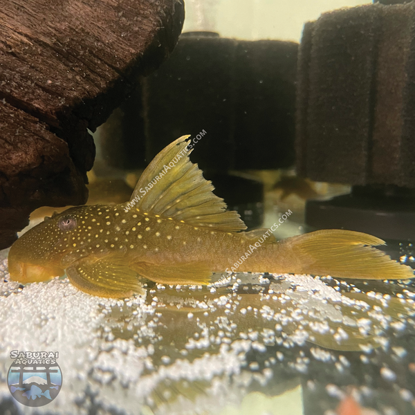 L200 "Green Phantom Pleco"