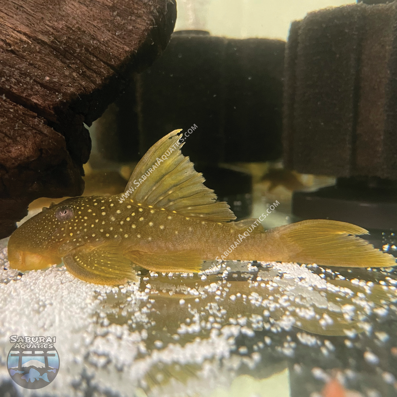 L200 "Green Phantom Pleco"
