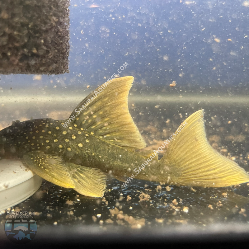 L200a "High Fin Green Phantom Pleco"