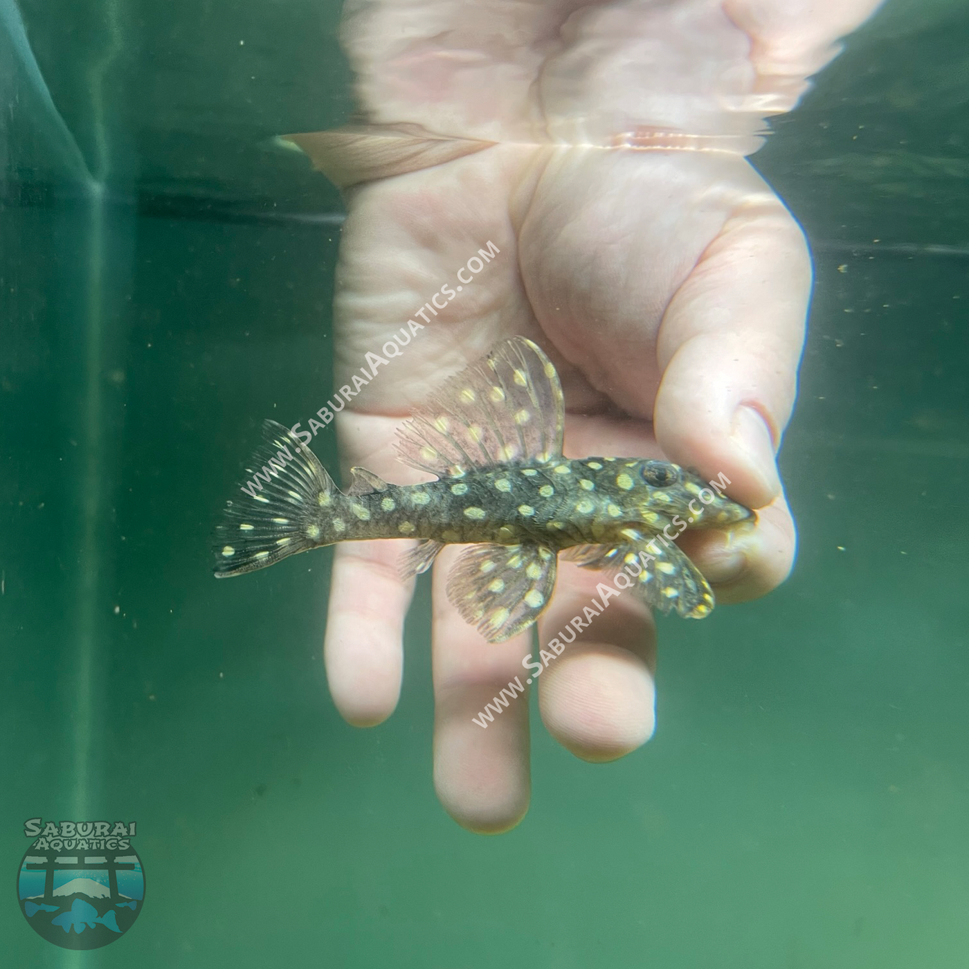 ユキ This is the Seiko Asterisk, an elegant and unique model