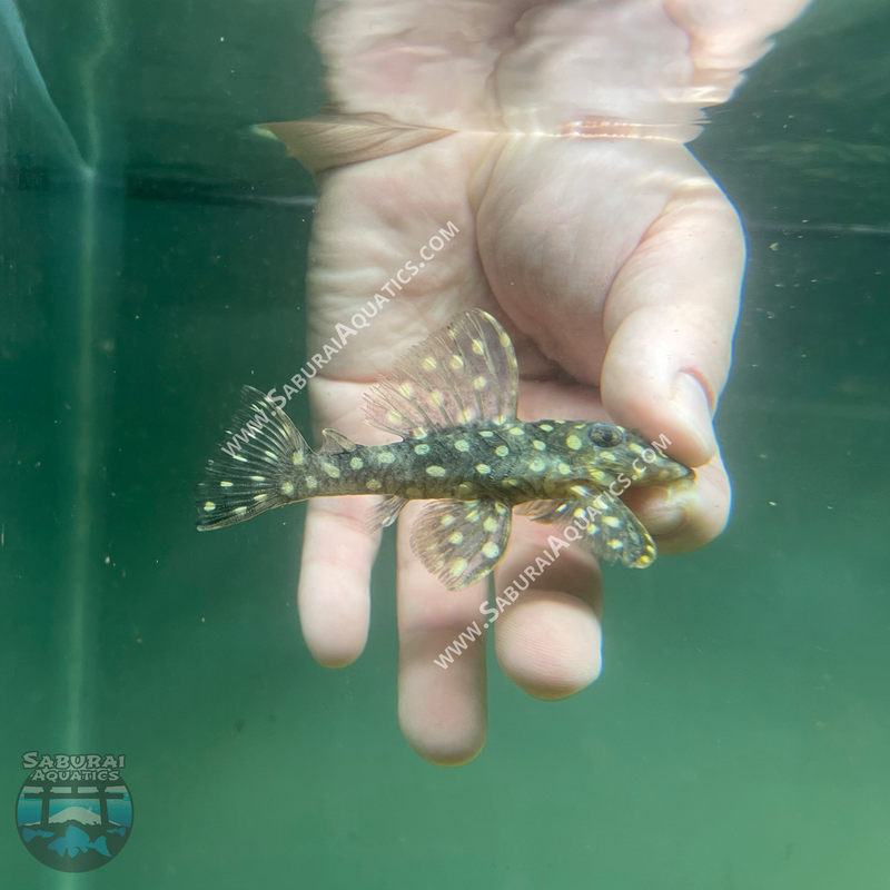L201 “Orinoco Angel Pleco”